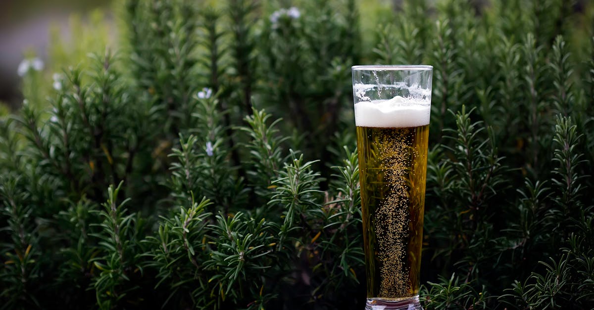 découvrez l'univers fascinant de la bière : ses variétés, ses saveurs et ses traditions. apprenez à déguster et à apprécier cette boisson millénaire qui accompagne vos moments de convivialité.