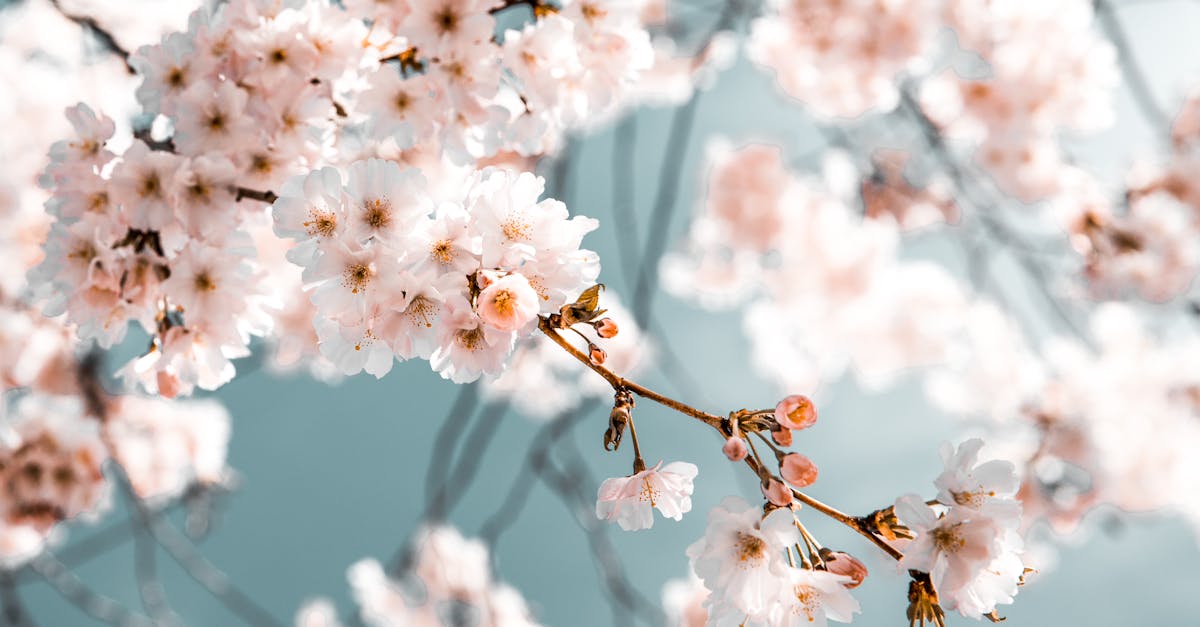 découvrez la beauté et la diversité de la nature à travers nos articles captivants. plongez dans un monde de paysages époustouflants, d'écosystèmes fascinants et de conseils pour préserver notre planète.